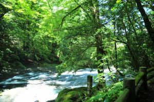 森林と川