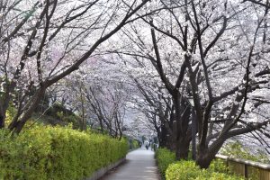 桜のトンネル