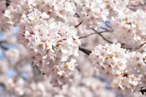 満開の桜
