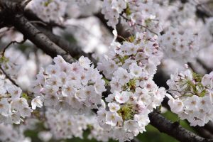 桜の花